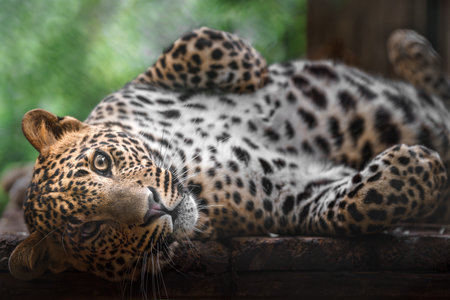 Sri Lankan leopardの写真素材