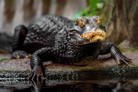 Crocodile in the rainforest. Wildlife scene from nature.