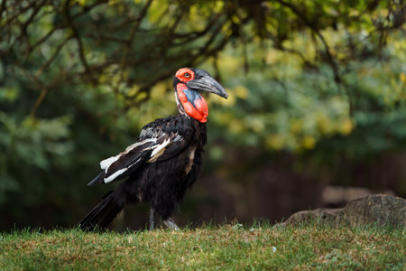 Southern Ground Hornbill (Buceros bicornis)の写真素材