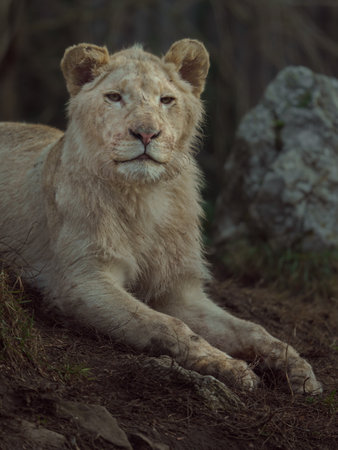 Lion (Panthera leo) in the wildの写真素材