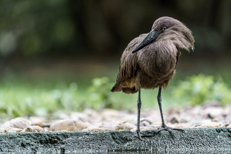 Black Egret (Egretta caerulea)の写真素材