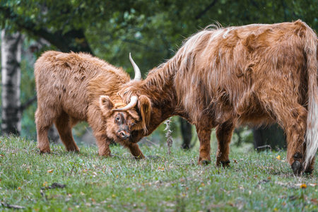 Scottish highland cow and calf in the meadow on pastureの写真素材