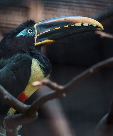 Toucan sitting on a branch in a cage, Thailand.の写真素材