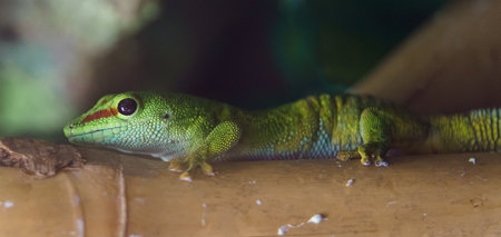 Close up of a green gecko (hemidactylus)