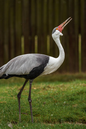 Red-crowned crane, Grus japonensis, single bird on grass, South Africaの写真素材