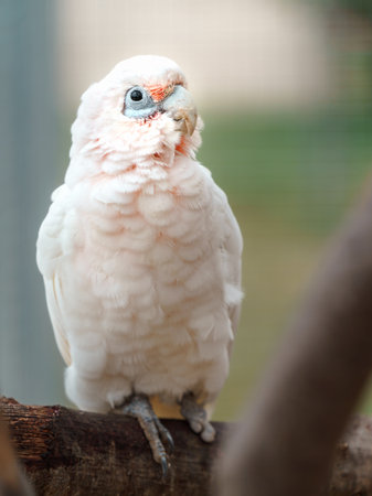 Cockatoo in a cage at the zoo, Thailand.