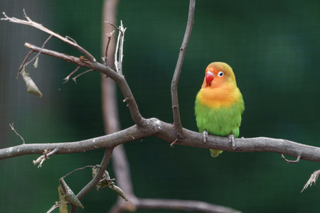 Fischer's lovebirdの写真素材