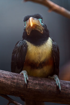 Toucan bird sitting on a branch, close-up portraitの写真素材
