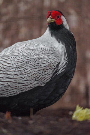 Portrait of a black and white pheasant (Phasianus colchicus)