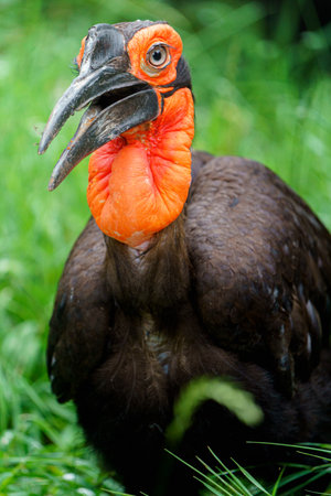 Closeup of a Southern Ground Hornbill - Bucorvus leadbeateri
