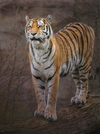 Siberian tigerの写真素材