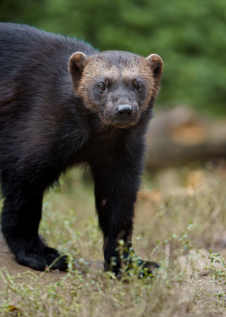 Wolverine (Wolverina germanica). Wildlife animals.の写真素材
