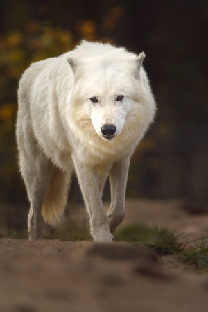 White wolf (Canis lupus) in the forest.