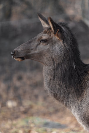 Portrait of a young male deer in the forest. Selective focus.の写真素材