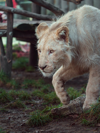 White lion in the zoo. Selective focus. Shallow depth of fieldの写真素材