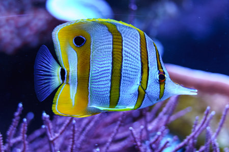 Yellow butterflyfish (Chaetodon cinereus)