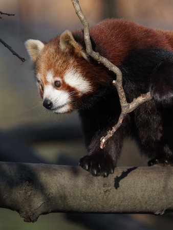 Red panda (Ailurus fulgens) on a branchの写真素材