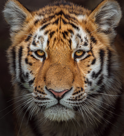 Portrait of a tiger (Panthera tigris altaica)の写真素材