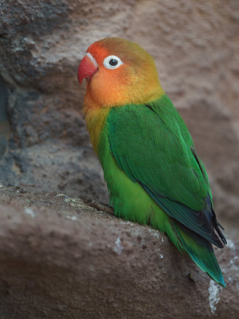 Fischer's Lovebird