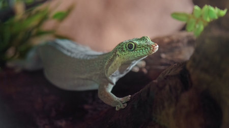 Standing's day geckoの写真素材