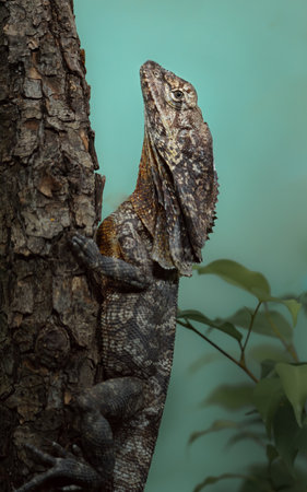Close-up of a lizard on a tree in the forest.の写真素材