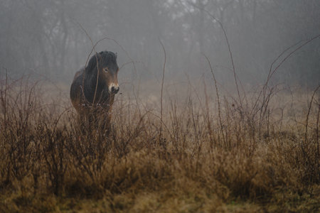 Wild Exmoor Pony in the foggy winter morning, UKの写真素材