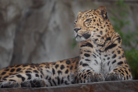 Leopard resting on a rock in the zoo. Selective focus.