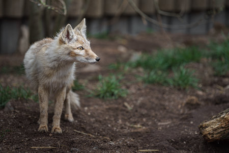 Red fox (Vulpes vulpes) standing on the groundの写真素材