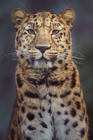 Leopard (Panthera pardus)