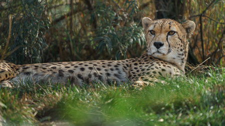 Cheetah (Acinonyx jubatus) lying in grass