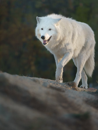 White wolf (Canis lupus arctos) in the forest