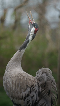 Sandhill crane, Grus canadensis, single bird head shot, South Africaの写真素材