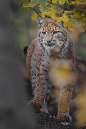 Eurasian lynx, Lynx lynx, single cat on branch, Germanyの写真素材