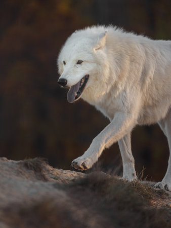 White wolf (Canis lupus arctos) in the forest