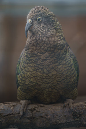 Kea, Kea parrot, single bird on branch, UK