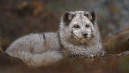 Arctic fox, Vulpes lagopus, single mammal in grass, UK