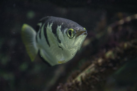 Tropical fish swimming in an aquarium. Underwater world.