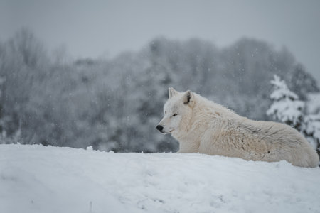 White wolf in the winter forest. Snowfall. Beautiful winter landscape.の写真素材
