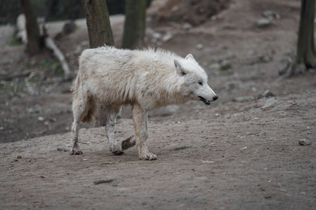 White wolf (Canis lupus arctos) in the zoo