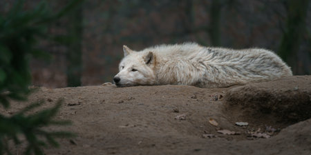 White wolf (Canis lupus) lying on the groundの写真素材