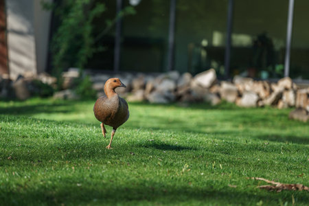 Egyptian Goose (Anser anser) walking on green grassの写真素材