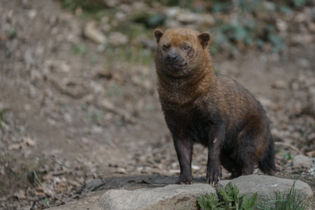 Mongolian bear (Ursus maritimus)