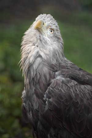White-tailed Eagle (Haliaeetus albicilla)