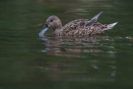 Northern pintail, Anas acuta, single male on water, Warwickshireの写真素材