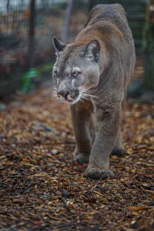 Portrait of a cougar (Puma concolor) in the zooの写真素材