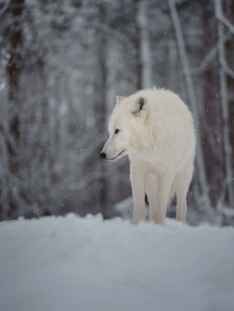 White wolf in the winter forest. Wild animal in winter forest.の写真素材
