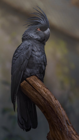 Black Cockatoo (Cacatua galerita)の写真素材
