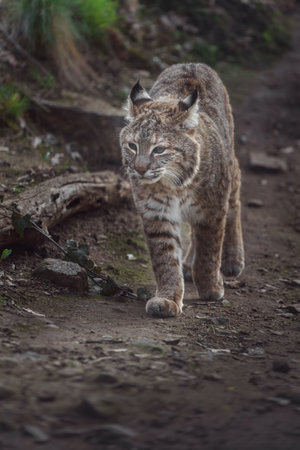 Bobcat (Lynx rufus) walking in the forestの写真素材
