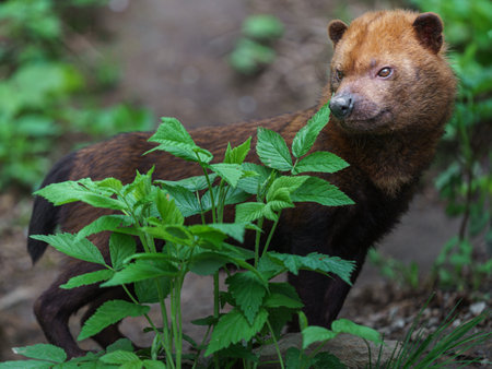 Closeup of a bush dog with green leaves in the forestの写真素材