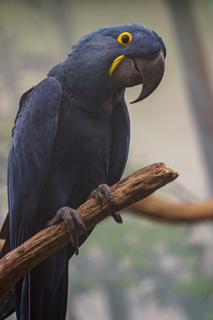 Hyacinth Macaw (Cacatua hyacinthinus)の写真素材